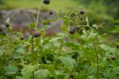 Saussurea auriculata